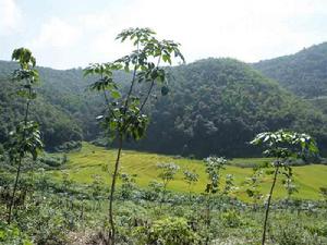 香菸箐村種植業-橡膠種植