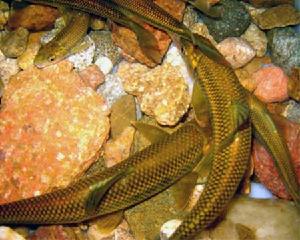 赤磷魚