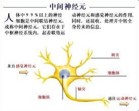 中間神經元