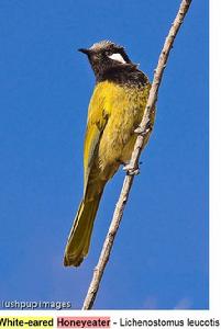 White-eared Honeyeater