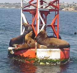 浮標上的加州海獅