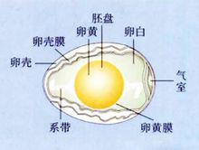 蛋殼[卵生動物的卵外殼]