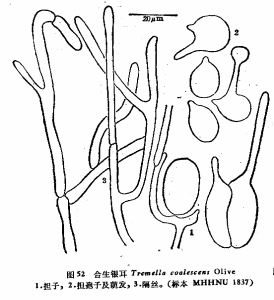 合生銀耳