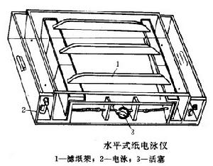 紙電泳