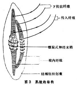 機械刺激感受器