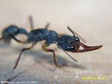 獵鐮猛蟻（Harpegnathos venator）