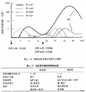 高親和力的記憶B細胞也許與體細胞突變和選擇壓力有關