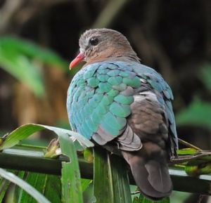 綠背金鳩南太平洋亞種