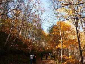 喇叭溝門國家森林公園