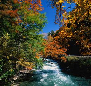 長白山紅松闊葉混交林