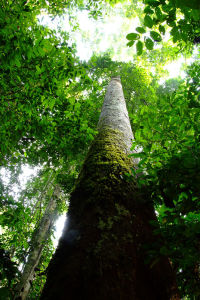 西雙版納熱帶雨林國家公園望天樹景區