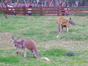 總投資4.5億元，新動物園堪稱華東之最