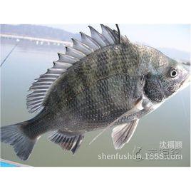 黑加吉魚