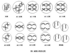 遺傳的染色體學說