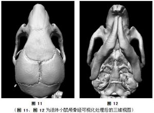 圖 11、圖 12為活體小鼠顱骨經可視化處理後的三維視圖