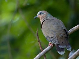 大褐果鳩