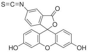 異硫氰酸螢光素