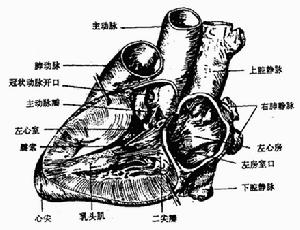 老年甲減性心臟病