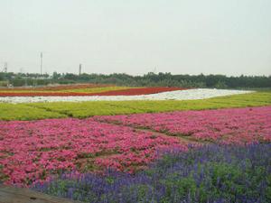 百萬葵園