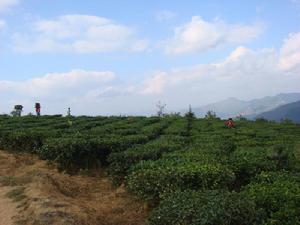 村中茶園