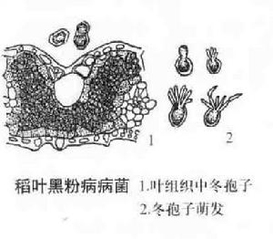 稻葉黑粉菌