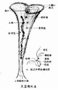 喇叭蟲屬