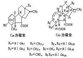 赤黴素相關