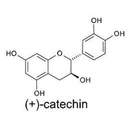 pycnogenol