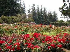 西部芳香園