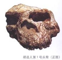 湖北“鄖縣人”頭骨化石