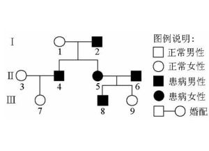 系譜