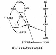 植物體內尿素的生成途徑