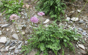 裂葉翼首花