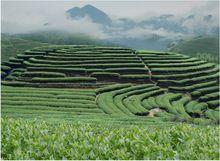 中國高山茶之鄉---大田歡迎您