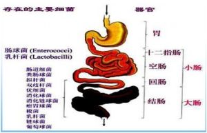 菌群在腸道的位置分布