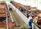 山東魯嘉牧業萬頭肉牛肉羊肉驢養殖基地