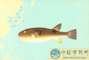 尾斑圓顎針魚