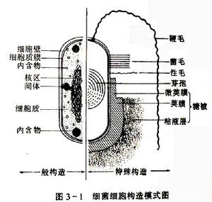 念珠狀鏈桿菌