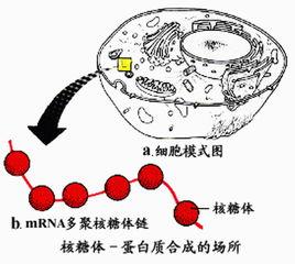 游離核糖體