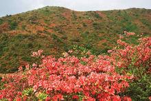 高山杜鵑