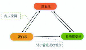 高血壓蛋白