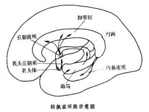 情緒的生理機制