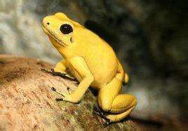巴西黃金蛙