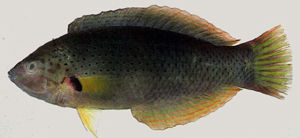 胸斑海豬魚