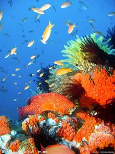 大堡礁生物圖片欣賞