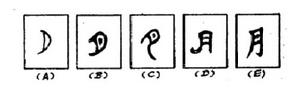 甲骨文、金文、小篆、隸書、楷書的“月”