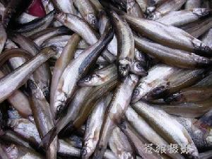 柳根子魚