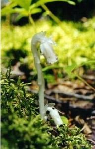 Monotropa uniflora