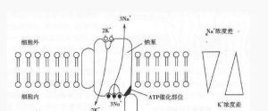 原發性主動轉運