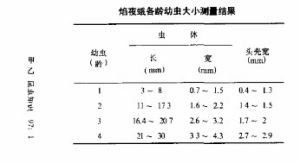 焰夜蛾各齡幼蟲大小測量結果